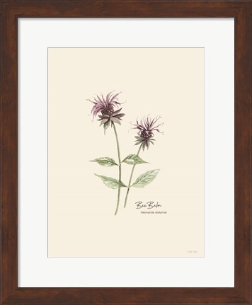 Framed Bee Balm Print