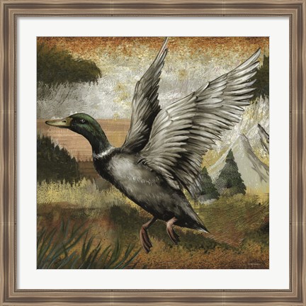 Framed Mallard Duck Print