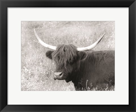 Framed Highland Cow in Spring Print