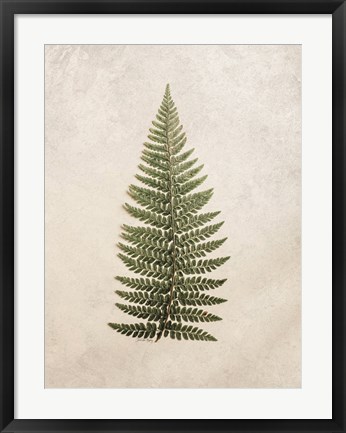 Framed Vintage Fern II Print