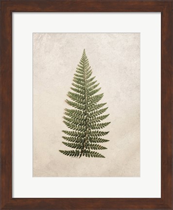 Framed Vintage Fern II Print