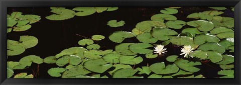 Framed High angle view of Water Lilies Print