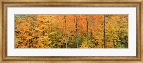 Framed Trees in a forest, Memorial State Forest, New York State Print