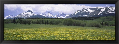 Framed Wildflowers in a field with mountains, Montana Print