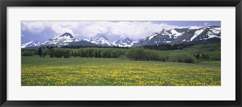 Framed Wildflowers in a field with mountains, Montana Print