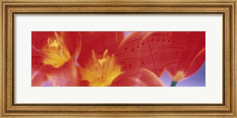 Framed Tulips, Flowers Print