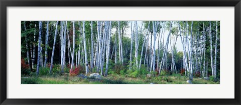 Framed Downy birch trees in a forest, New Hampshire Print