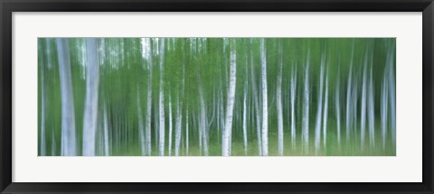 Framed Forest Print