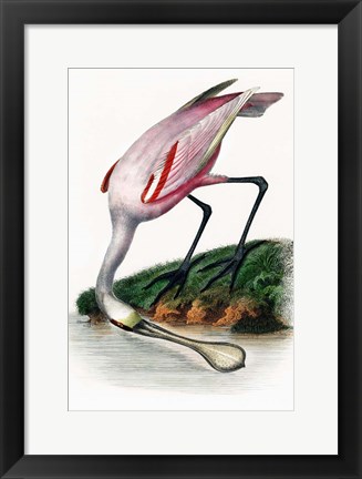 Framed Spoonbill Print