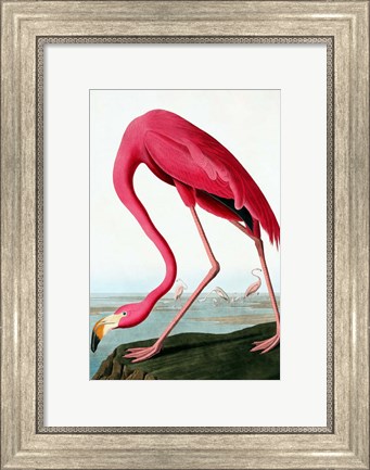 Framed Flamingo Print