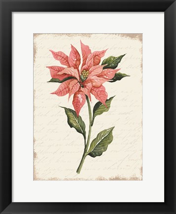 Framed Poinsettia Botanical II Print