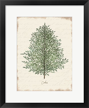 Framed Cedar Botanical Print