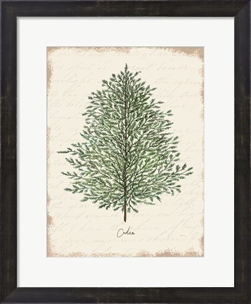 Framed Cedar Botanical Print