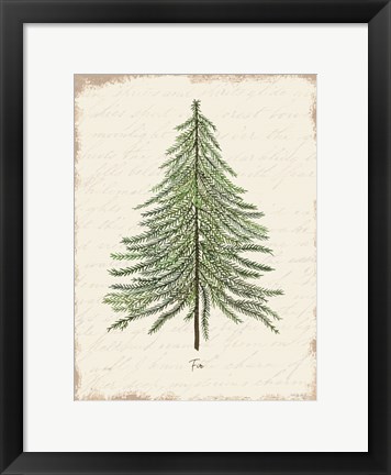 Framed Fir Botanical Print