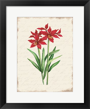 Framed Red Amaryllis Botanical I Print