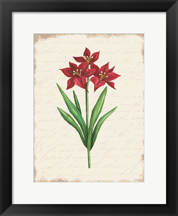 Framed Red Amaryllis Botanical II Print