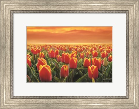 Framed Tulips on Fire Print