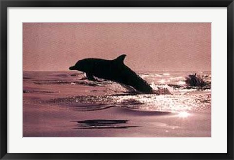 Framed Delphinus Delphis Print