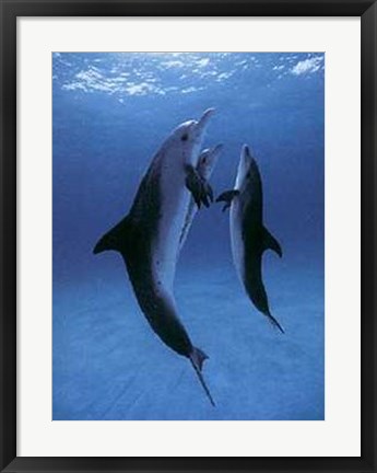 Framed Danse des Dauphins Print