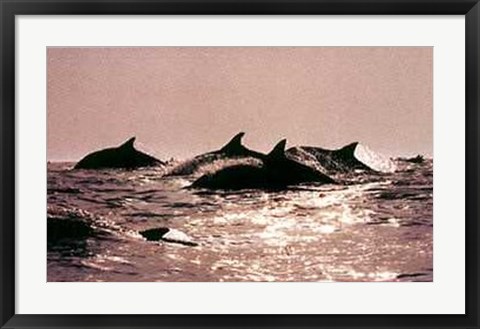 Framed Dolphins Print