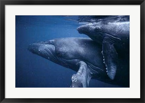 Framed Petite Baleine Print