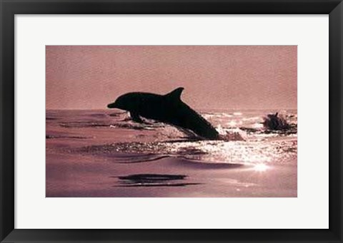 Framed Delphinus Delphis Print