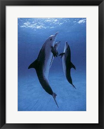 Framed Danse des Dauphins Print