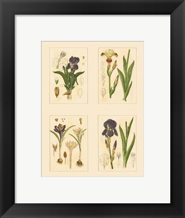 Framed Miniature Botanicals I Print