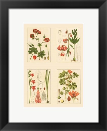 Framed Miniature Botanicals II Print