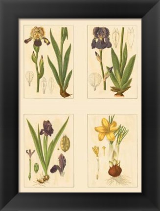 Framed Miniature Botanicals III Print