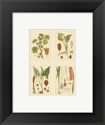 Framed Miniature Botanicals IV Print