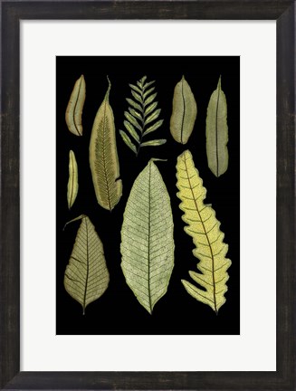 Framed Ferns on Black II Print