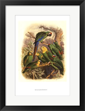 Framed Tropical Birds I Print