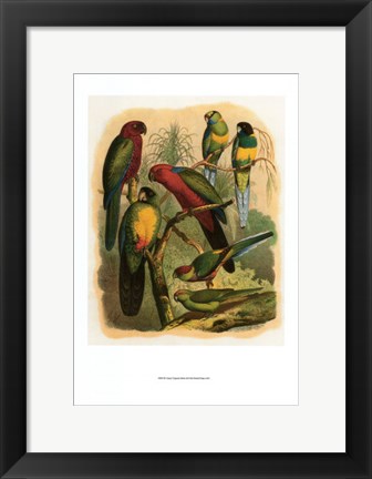 Framed Tropical Birds II Print