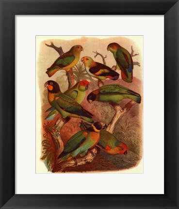 Framed Tropical Birds IV Print