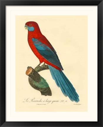 Framed Parrot, PL 78 Print