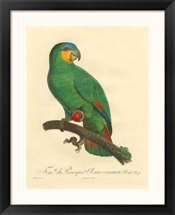 Framed Parrot, PL 110 Print