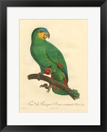 Framed Parrot, PL 110 Print