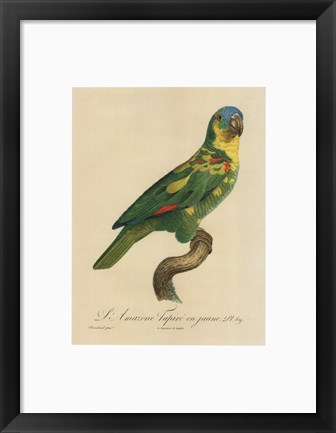 Framed Parrot, PL 89 Print