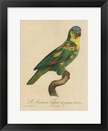 Framed Parrot, PL 89 Print