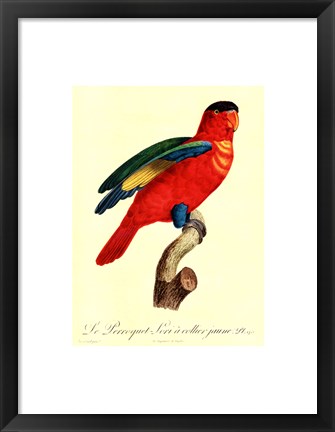 Framed Parrot, PL 95 Print