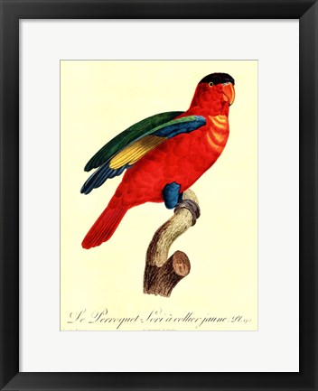 Framed Parrot, PL 95 Print