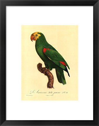 Framed Parrot, PL 86 Print