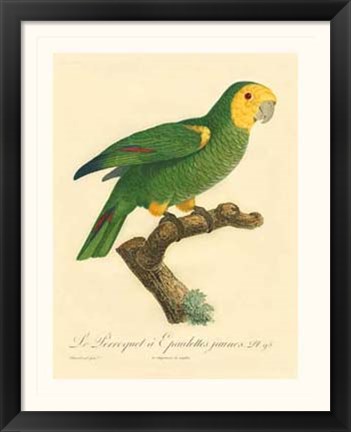 Framed Parrot, PL 98 Print