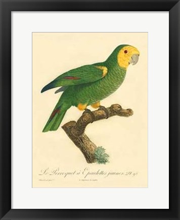 Framed Parrot, PL 98 Print