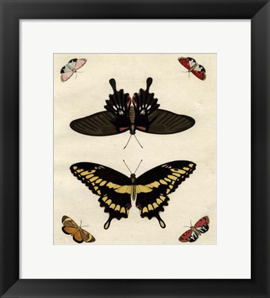 Framed Butterfly Melage III Print