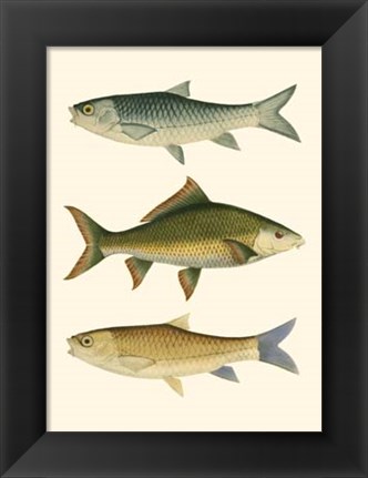 Framed Antique Fish I Print