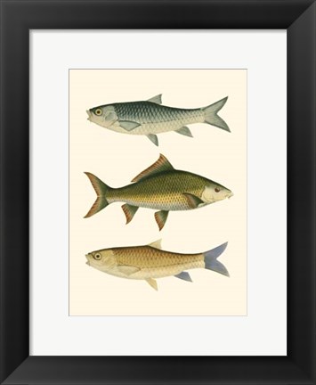 Framed Antique Fish I Print