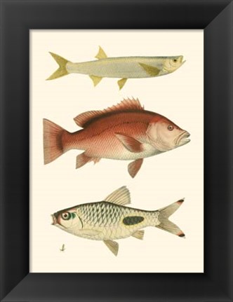 Framed Antique Fish II Print