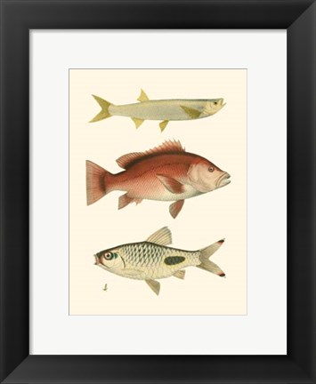 Framed Antique Fish II Print